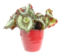 Begonia rex